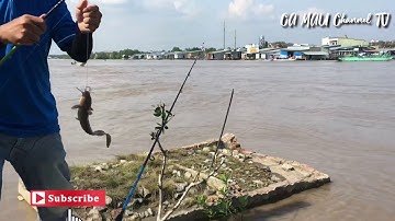 Một ngày săn cá ngát trên sông Đầm Dơi - Vàm Đầm - Cà Mau