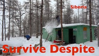 Survive Despite. Save the owls.  Adventures in Siberia.