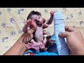 Newborn Baby Monkey Still Learning to Drink Milk