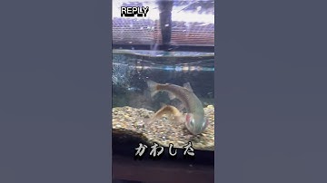 Thumbnail of ほぼサメと化したニジマスの末路#shorts