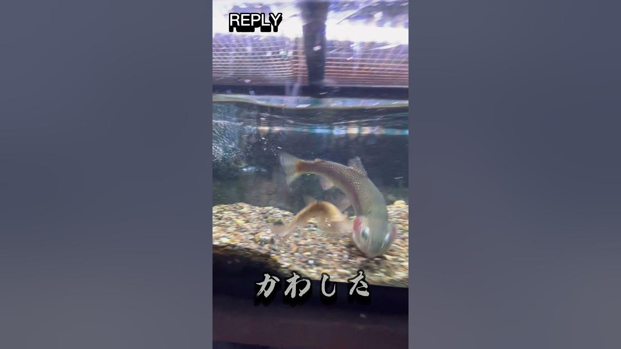 ほぼサメと化したニジマスの末路#shorts