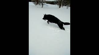 Puppy snow fun