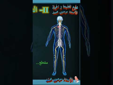 النخاع الشوكي و الأعصاب الشوكية