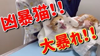 【大暴れ】病院で爪切り大暴れする凶暴猫