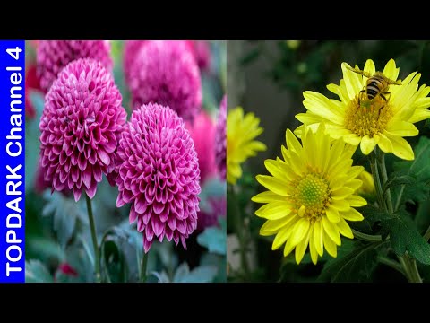 Video: Crisantemos Amarillos (49 Fotos): Flores De Peonía Y Aguja, Variedades 