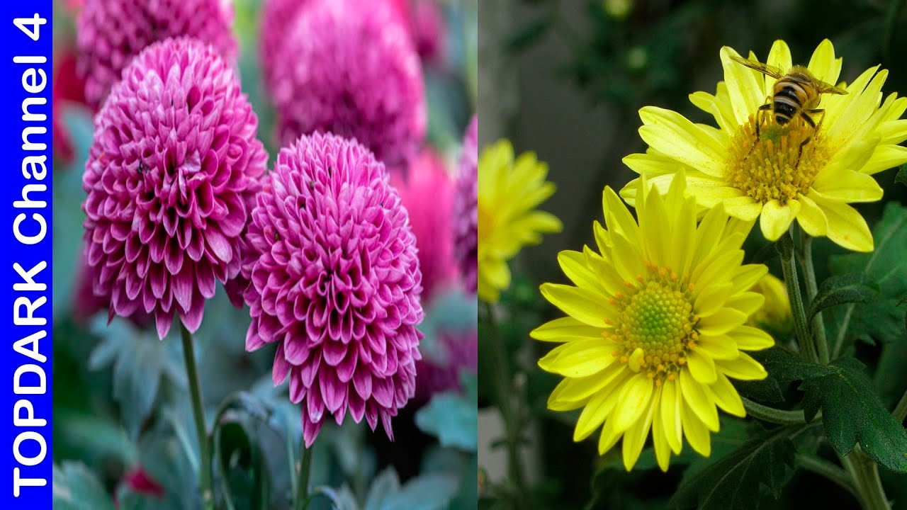 10 Variedades hermosas de crisantemos