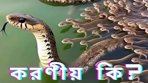 রাসেল ভাইপার সাপ থেকে বাঁচার উপায় | Russell's viper bite | Effect of Snake Bite