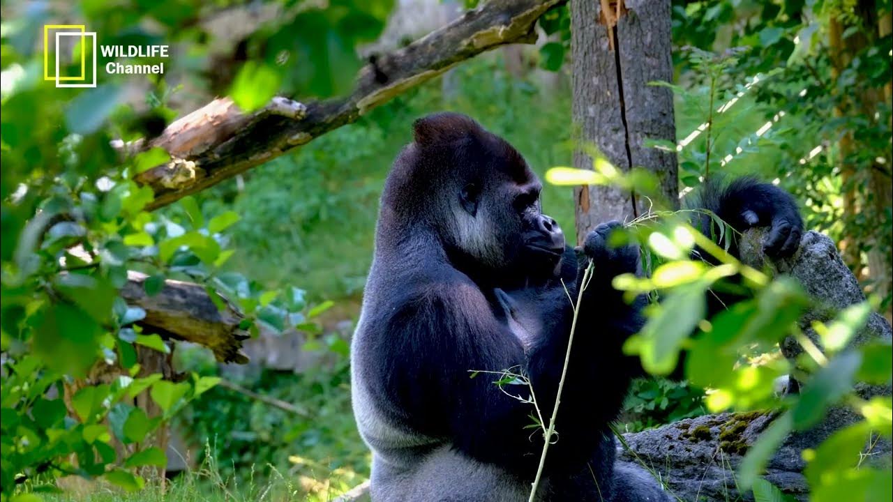 Gorillas Documentary The Strength and Intelligence of Gorillas