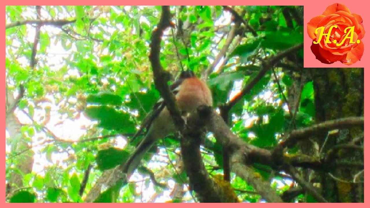 zyablik poyot pod moim oknom pticy letom bird bird feeders outdoor decor