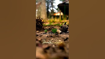 أجر لي ولكم🌼 #سورة_النمل #علي_جابر #علي_جابر_رحمه_الله #راحة_نفسية #اجر_لي_ولك @9orbaji_9A