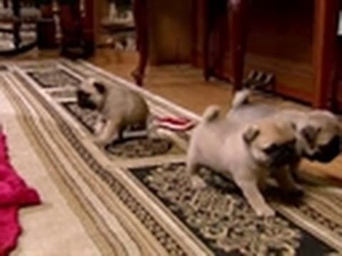 Puppy Pug Playtime | Too Cute