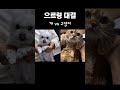 1000만 조회수 개와 고양이의 으르렁 대결 1000만 조회수 개와 고양이의 으르렁 대결