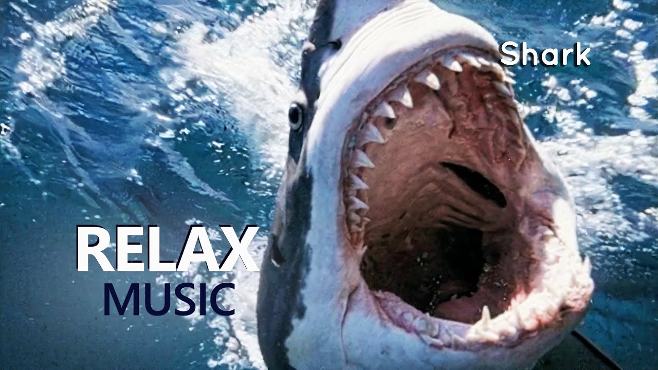 RELAX MUSIC SHARKS of the Deep | Beautiful Ocean Symphony| Underwater RELAXING