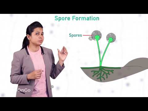 How do Organisms Reproduce - 7 | Types of Asexual Reproduction - Spore Formation | CBSE Class 10