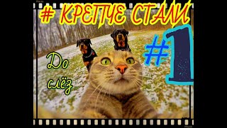 ЛУЧШИЕ ПРИКОЛЫ 2019🔥 ДО СЛЕЗ BEST COUB COMPILATION 🔥Vol.#1