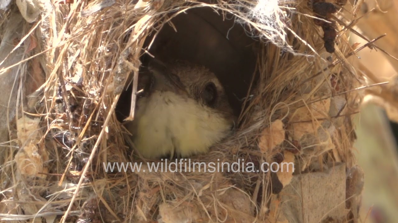 Garden sunbird nesting in Delhi gardens | A springtime courtship display