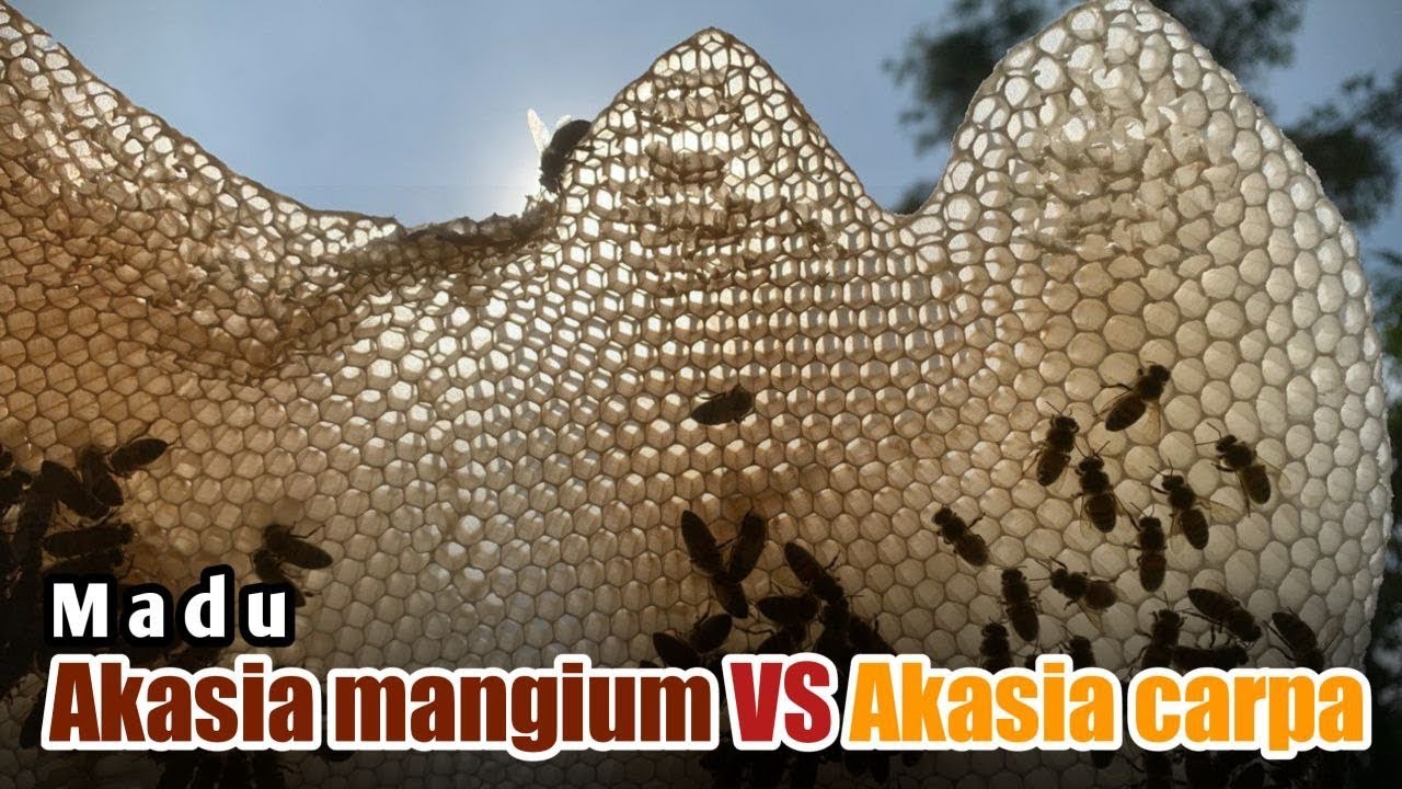 Madu Akasia mangium VS Madu Akasia carpa
