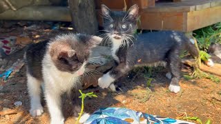 Cute kittens are playing a very funny game