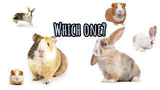 The differences between Guinea pig and rabbit care. Which pet suits you better?