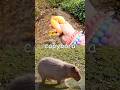 Animal Names | Kids Learn at the Stream: Pig Bear Chameleon Cheetah Capybara