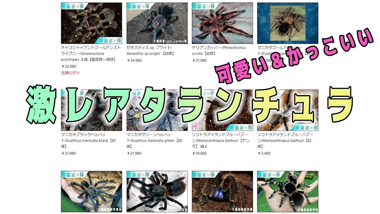 New Arrivals] Lots of Extremely Rare Tarantulas | Kichuya Sakaki