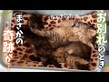 子猫の譲渡日に、とんでもない出来事が起こりました… 【保護猫活動】