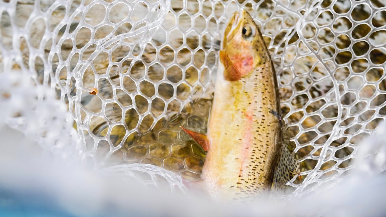 OZARK REGION FLY FISHING