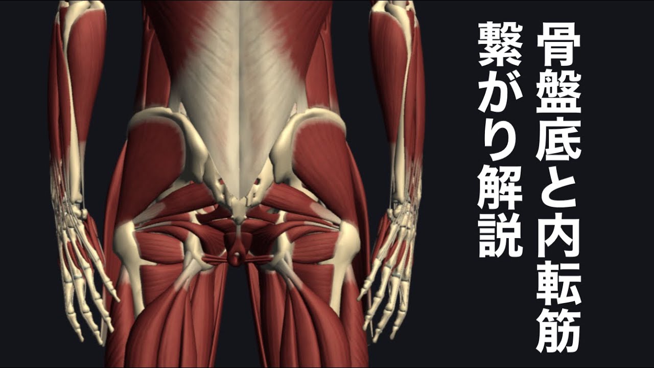 内転筋と骨盤底、神経との関係を解説してみた