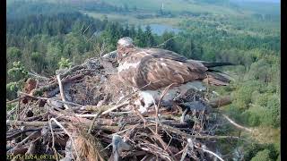 Llyn Clywedog: 1 Osprey Nest20/05/24