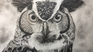 Drawing A Realistic Owl - Time Lapse