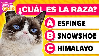 Adivina la raza del Gato  | ¿Cuánto sabes de zoología? | Quiz animales | Play Quiz Trivia