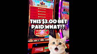 MY $3.00 BET PAID WHAT!? 💰💰💰 #buffaloultimatestampede #casino #slot