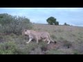 Lion attacks giraffe  shamwari