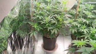 S6: Ep.1 - Emerald Harvest & Kanna Genetics Grow Day 7 Of Flower