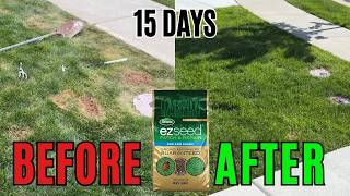 Testing Scotts EZ Seed Patch & Repair for 15 Days!  Does it work? (BEFORE & AFTER)