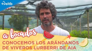 Conocemos los arándanos de Viveros Lurberri de Aia