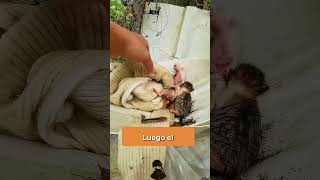 Ella salvó a sus gatitos#shorts #spain #spanish