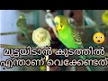 lovebirds മുട്ടയിടാൻ കുടത്തിൽ എന്താണ് വെക്കേണ്ടത്|lovebirds malayalam