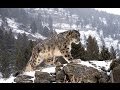 Saryzhas - in search of the snow leopard