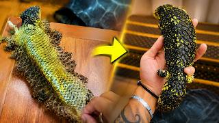 ASMR Perfect Shed Removal for a Pinecone Lizard | So Satisfying