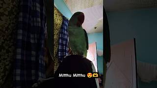Parrot Sound 😍🧿! #foryou #talkingparot #mithukibatain #birdsounds #birds #holi #parrot #mitthu