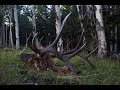 Nevada 350" Archery Bull Elk Hunt - Timber Bulls