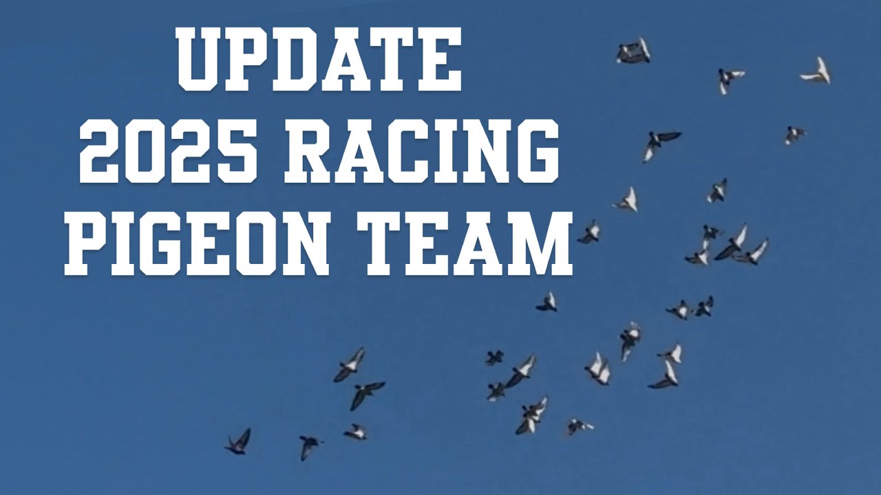 UPDATE - 2025 RACING PIGEONS SQUEEKERS TEAM FOR THIS YEARS RACE IN ...