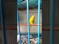 My Beautiful Little Bird's #shorts #birds #nature
