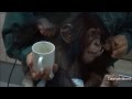 Baby chimp Milky at Noichi Zoo