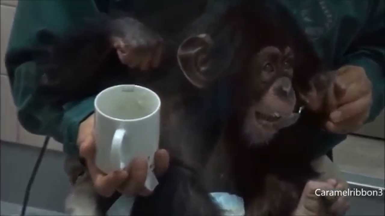 Baby chimp Milky at Noichi Zoo
