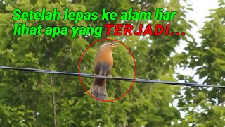 Burung Wambi Di Alam Liar ( Burung Hwamei ) - Setelah Lepas Ke Alam Liar