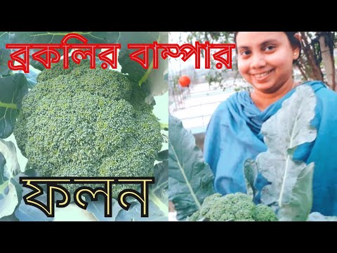 ভিডিও: ট্রাউট সহ ব্রোকলির রোল