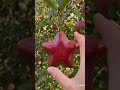 #satisfying #youtubeshorts #tiktok #fyp #food #music #plants #apple