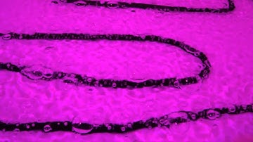 Hydroponic Clone Machine   Incredible Cloning grow